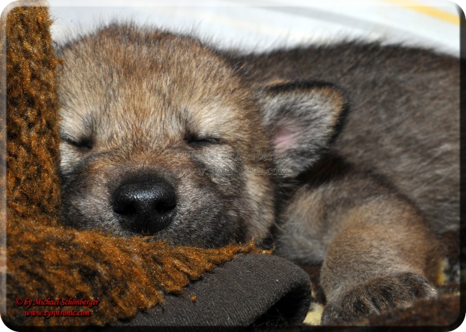 Wolfswelpe beim schlafen